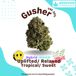 undefined - Gusher